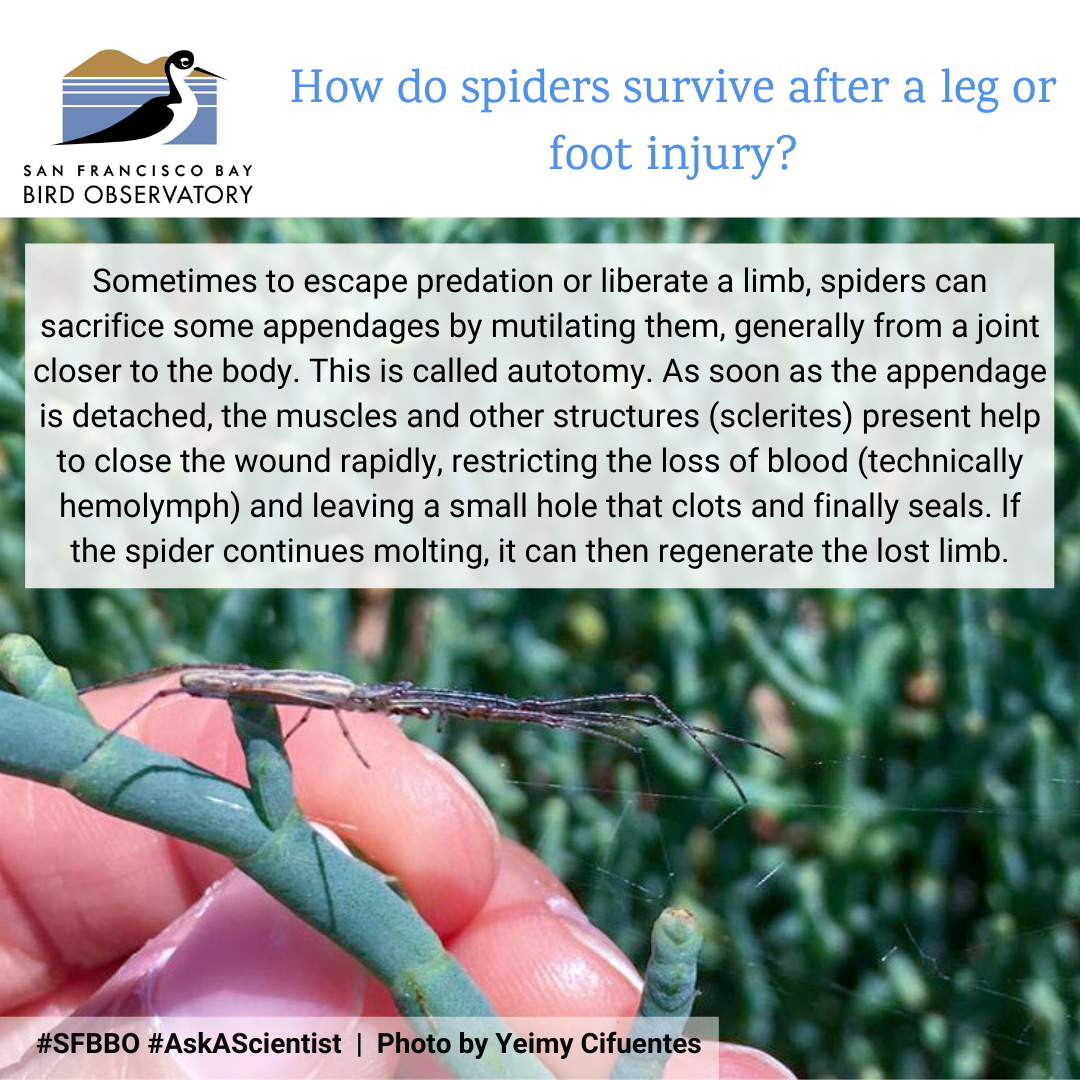 How do spiders survive after a leg or foot injury? Sometimes to escape predation or liberate a limb, spiders can sacrifice some appendages by mutilating them, generally from a joint closer to the body. This is called autotomy. As soon as the appendage is detached, the muscles and other structures (sclerites) present help to close the wound rapidly, restricting the loss of blood (technically hemolymph) and leaving a small hole that clots and finally seals. If the spider continues molting, it can then regenerate the lost limb.