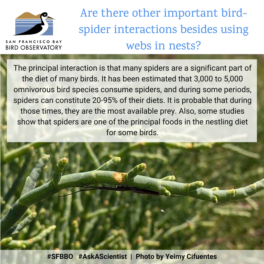Are there other important bird-spider interactions besides using webs in nests? The principal interaction is that many spiders are a significant part of the diet of many birds. It has been estimated that 3,000 to 5,000 omnivorous bird species consume spiders, and during some periods, spiders can constitute 20-95% of their diets. It is probable that during those times, they are the most available prey. Also, some studies show that spiders are one of the principal foods in the nestling diet for some birds.