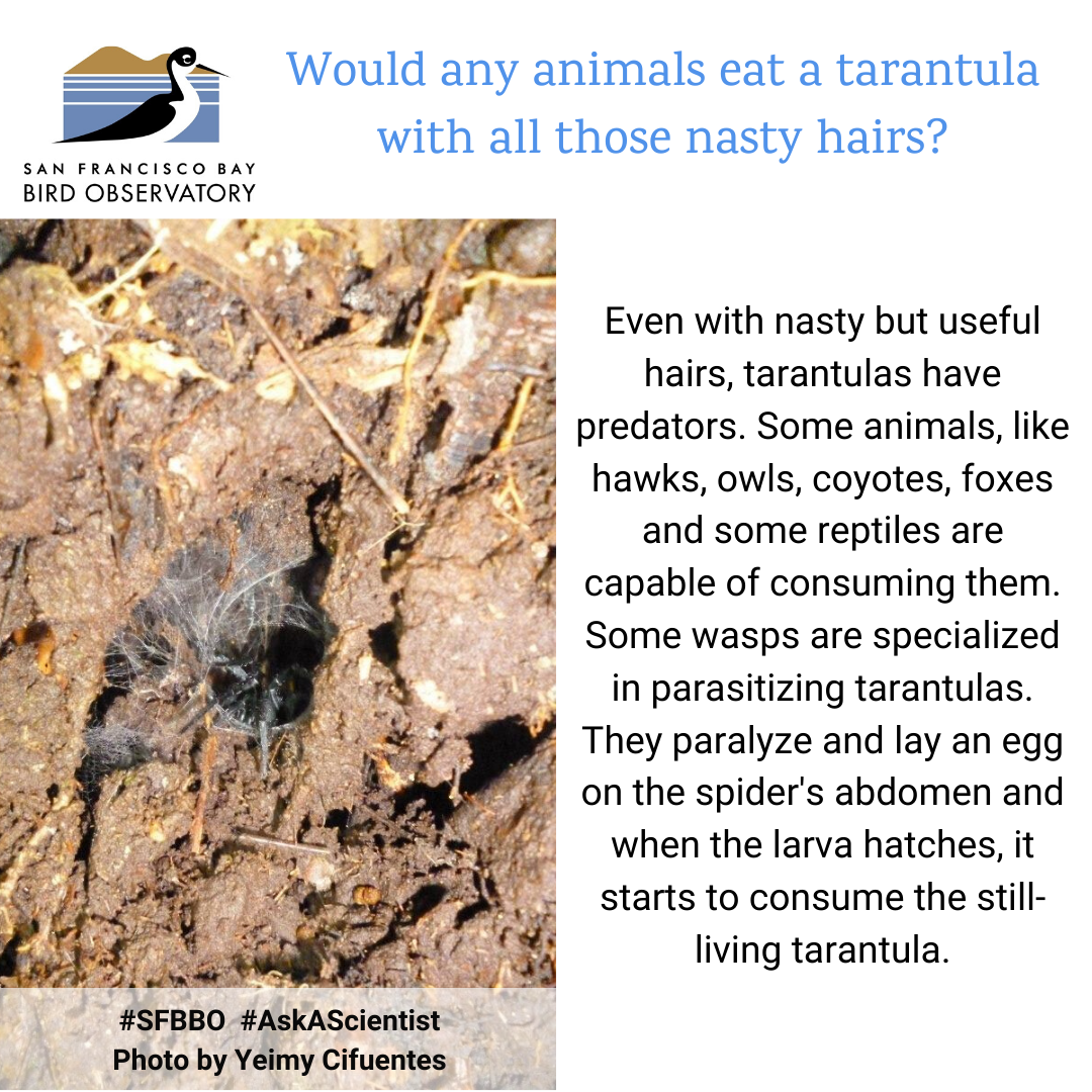 Would any animals eat a tarantula with all those nasty hairs? Even with nasty but useful hairs, tarantulas have predators. Some animals, like hawks, owls, coyotes, foxes and some reptiles are capable of consuming them. Some wasps are specialized in parasitizing tarantulas. They paralyze and lay an egg on the spider's abdomen and when the larva hatches, it starts to consume the still-living tarantula.