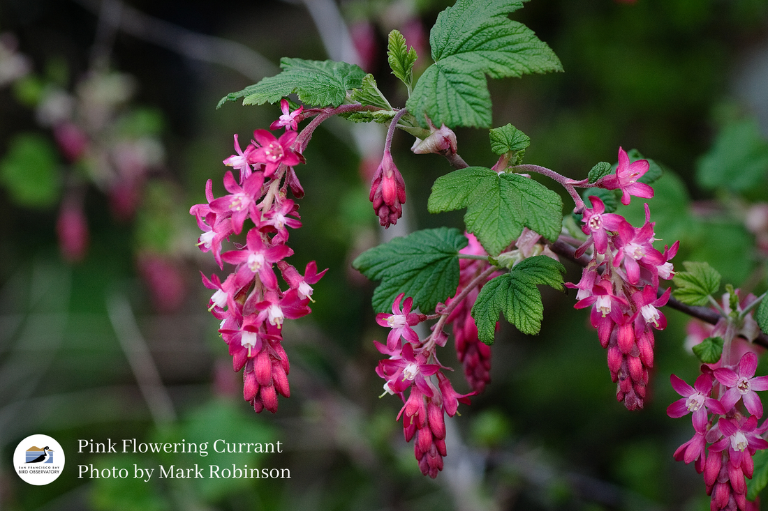 Pink Flowering Currant Photo by Mark Robinson