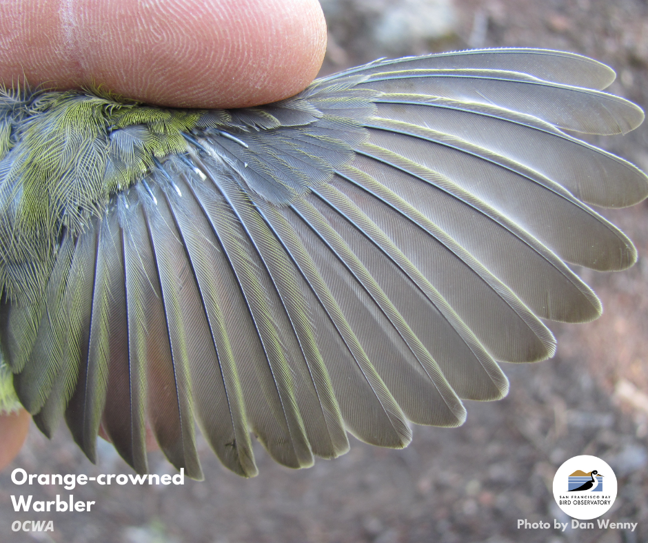 Orange-crowned Warbler wing