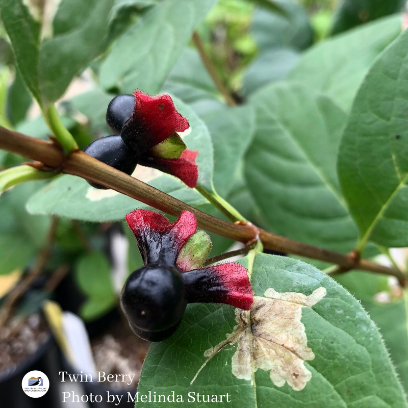 Twin Berry Photo by Melinda Stuart