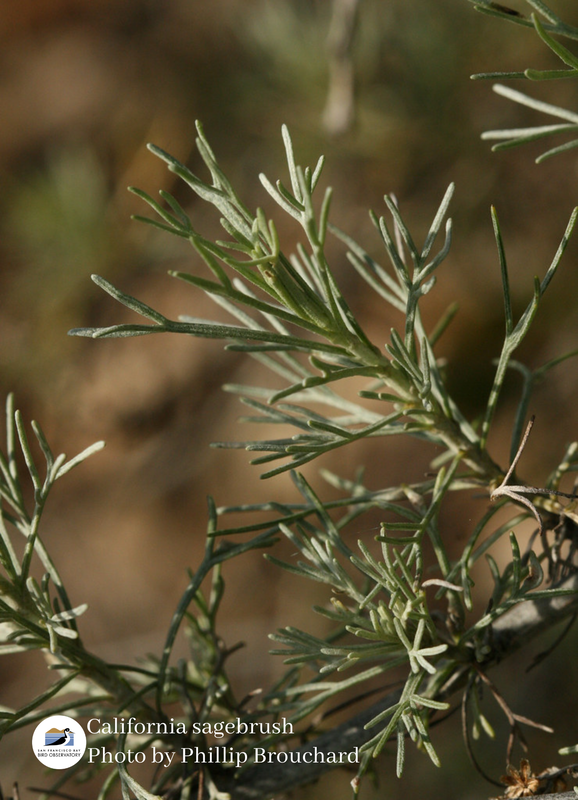 California Sagebrush Photo by Phillip Brouchard