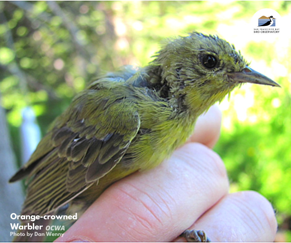Molting Orange-crowned Warbler