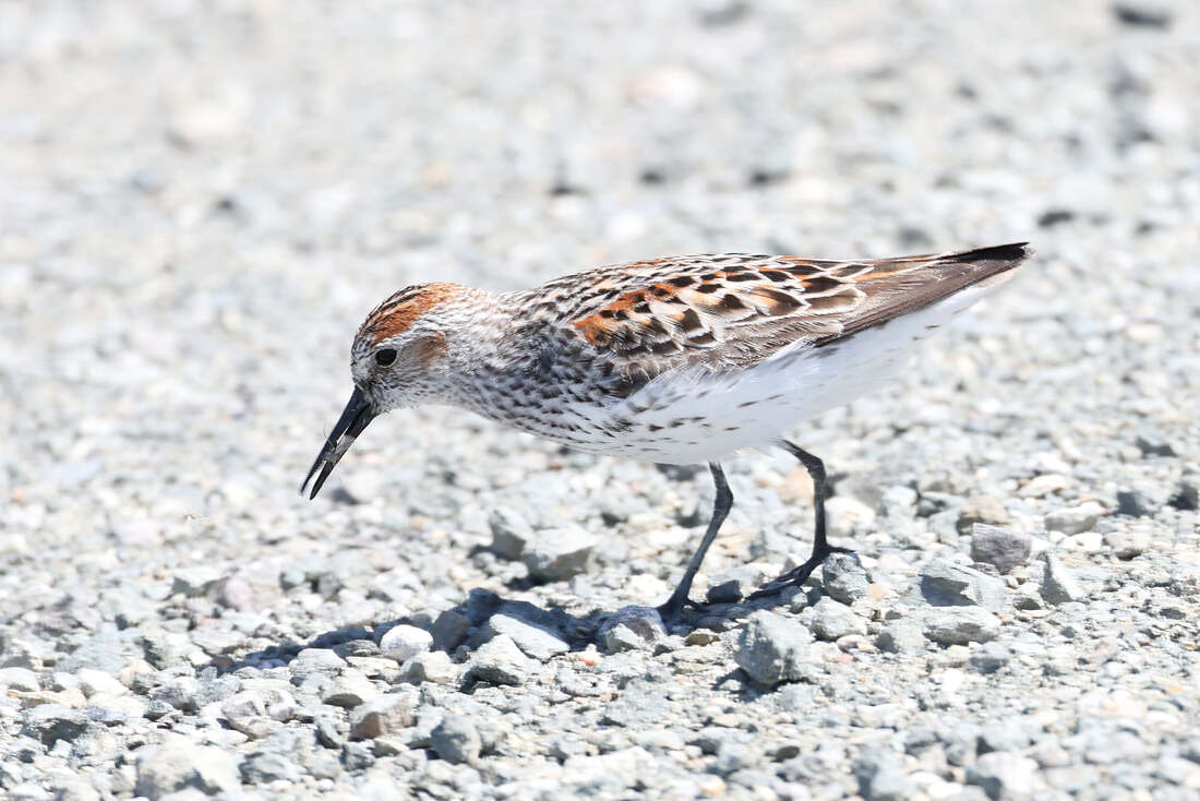 Western Sandpiper feeding on the ground