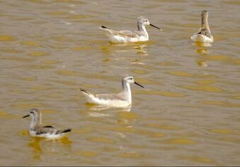 San Francisco Bay Phalarope Survey Research